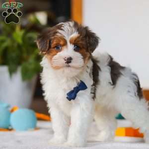 Brodie, Yorkie Poo Puppy